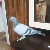 کفتر مسافتی ماده