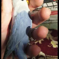 طوطی برزیلی|پرنده|میانه, |دیوار