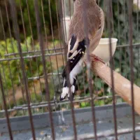 سهره کرمونی بخون معاوضه|پرنده|شهریار, اصیل آباد|دیوار