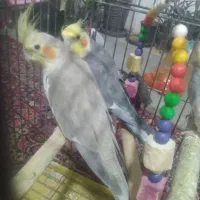 عروس هلندی|پرنده|پاکدشت, شهرک امام رضا|دیوار