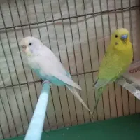 یک جفت مرغ عشق آماده تخم گذاری