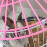 معاوضه خرگوش مینیاتوری تپل وناز یا تخفیف نقدی|موش و خرگوش|ارومیه, |دیوار