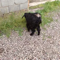 بزغاله شیر مست