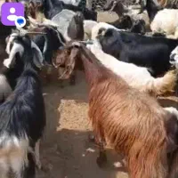 50راس بز آبستن داشتی