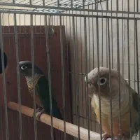 جفت گرینچیک