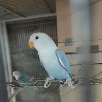 طوطی برزیلی ماده رنگ خاص
