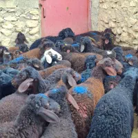 34 راس بره نر قزل...