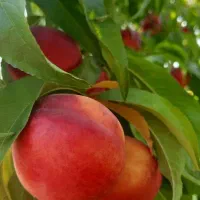 هلو آلبرتا زود بازده پربار