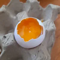 تخم مرغ