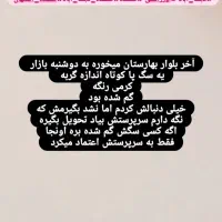 سگ پیدا شده