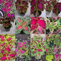 انواع گل اپارتمانی سایه دوست وگل ویلایی