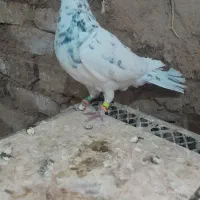 کفتر .سبز. سار هفترنگ ‌.سار سرخ|پرنده|کاشمر, |دیوار