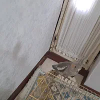 عروس هلندی ماده