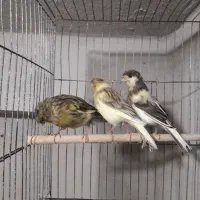 جوجه گلاستر اورجینال