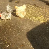 خروس با چند تا مرغ جاپنیز