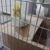 عروس هلندی|پرنده|شیراز, شهرک مهدیه|دیوار