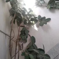 فروش گل|گل و گیاه طبیعی|شهرکرد, |دیوار