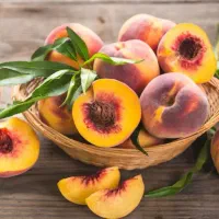 پیش فروش نهال هلو تابع (مازندرانی)