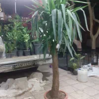 یوکا تنه دار ۲ متری|گل و گیاه طبیعی|قم, شهرک فاطمیه|دیوار
