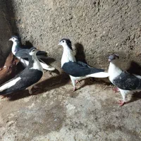 کفتر ساده افغانی کاکلی،کرواتی،چپ پرشی