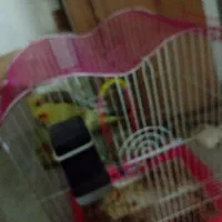 پرنده عروس هلندی|پرنده|کرج, حیدرآباد|دیوار