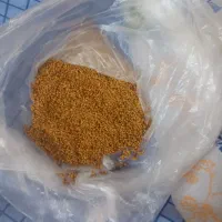 بذر یونجه