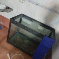 تعدادی اکواریوم  و ماهی گوپی