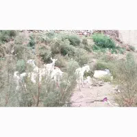 بز سانن فروشی|حیوانات مزرعه|مشهد, استاد یوسفی (شهرک غرب)|دیوار