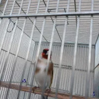 فروش سهره کت باز کن