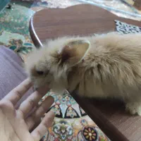 خرگوش مینیاتوری|موش و خرگوش|مشهد, تربیت (صدف)|دیوار