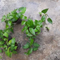 گل پیچک سبز ها فروشی عکس دومی هم فروشی