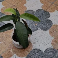 نهال انبه و(جم)