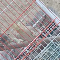 یک جفت عروس هلندی|پرنده|نهاوند, |دیوار
