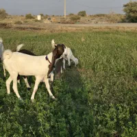 بز و کهره پاکستانی اصل اصل|حیوانات مزرعه|بندرعباس, |دیوار