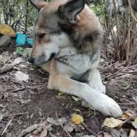 رایگان ولی بشرط