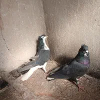 کبوتر گلین|پرنده|اصفهان, ارداجی|دیوار