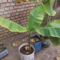 معاوضه نهال 1 متری موز گلدانی با گل آپارتمانی|گل و گیاه طبیعی|آزادشهر, |دیوار