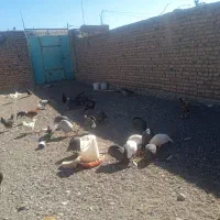 مرغ و خروس گلین شاخدار برهما بوقلمون ویاندوت