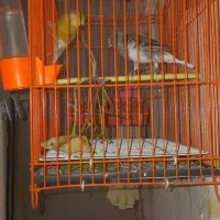 قناری نر ماده|پرنده|آزادشهر, |دیوار