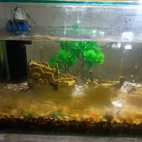 آکواریوم شیشه خم با تمام تجهیزات|ماهی|کاشان, سلطان امیر احمد|دیوار