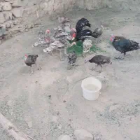 بوقلمون|حیوانات مزرعه|دره شهر, |دیوار