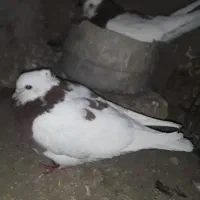 سینه ماده کار بیکاکل دوکت سفیدیک جفت طوقی سرخ|پرنده|سبزوار, علمدار|دیوار