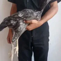 مرغ لاری خروس لاری جوجه لاری