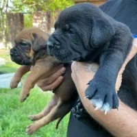 کین کورسو|سگ|تهران, پردیسان|دیوار