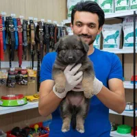 ژرمن شپرد دو رنگ مشکی بلوطی