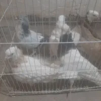 کفتر