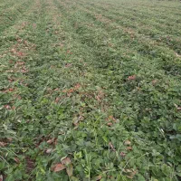 نهال توت فرنگی سابرینا|خدمات باغبانی و درختکاری|خان ببین, |دیوار