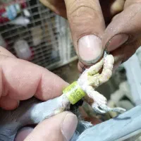 کبوتر پلاکی مسافتی ماده عراق