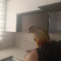 گرینچیک دستی پروازی