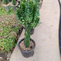 انواع گل ها آپارتمانی بیرونی|گل و گیاه طبیعی|نیشابور, ناسیونال|دیوار